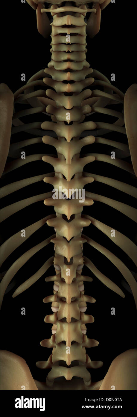 Anatomisches Modell zeigt die Knochen, die Wirbelsäule zu bilden. Stockfoto