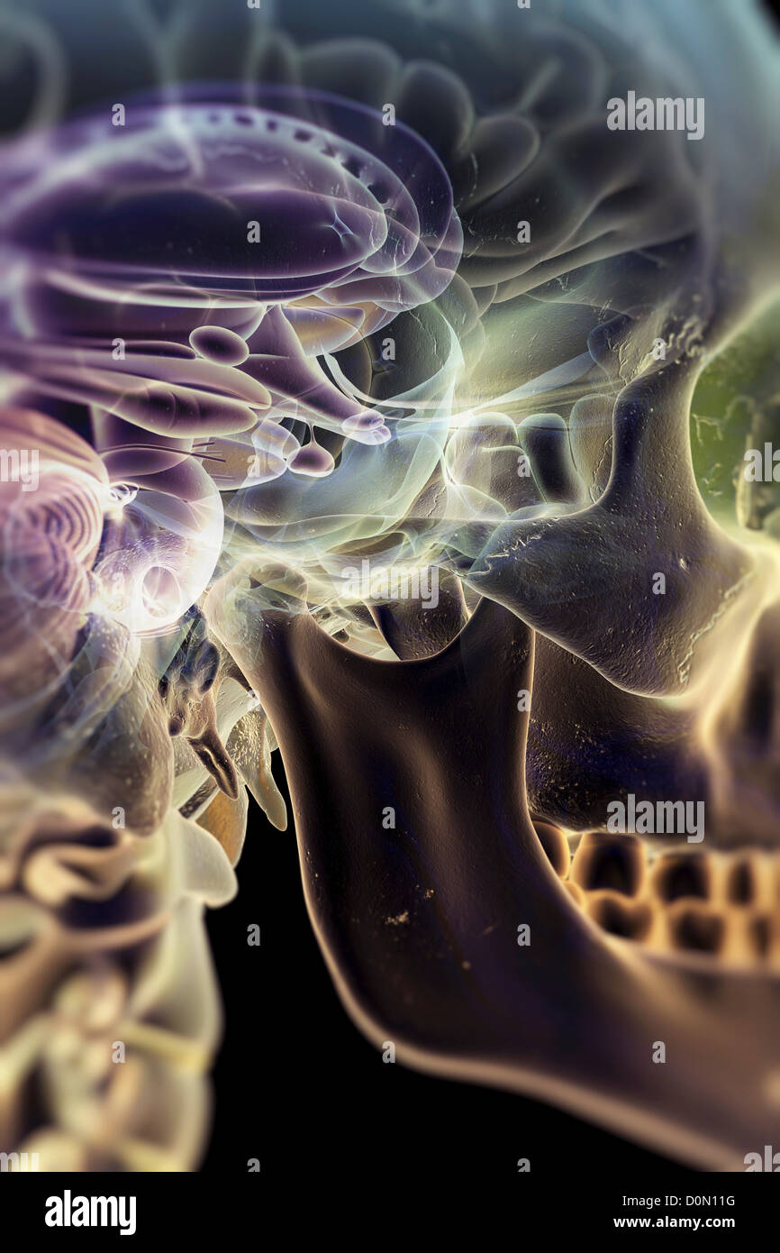 Anatomisches Modell zeigt den Thalamus und das Gehirn befindet sich