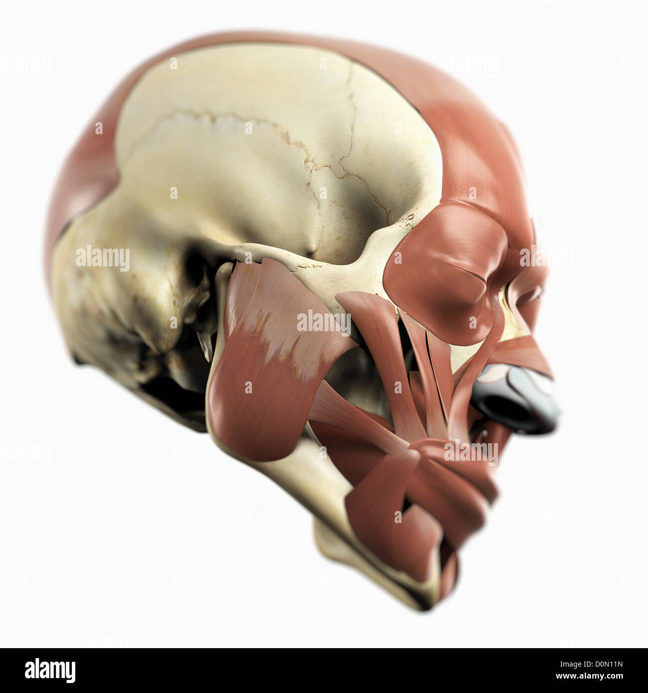 Anatomisches Modell zeigt die mimische Muskulatur. Stockfoto