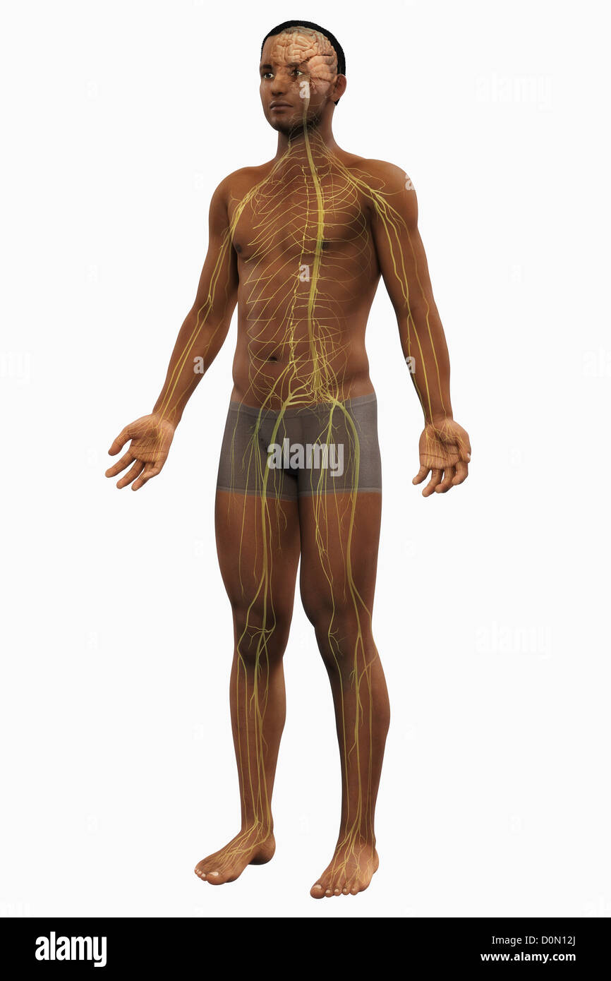 Ganzkörper-Ansicht einer männlichen Figur der Afrikaner mit dem Nervensystem sichtbar. Stockfoto