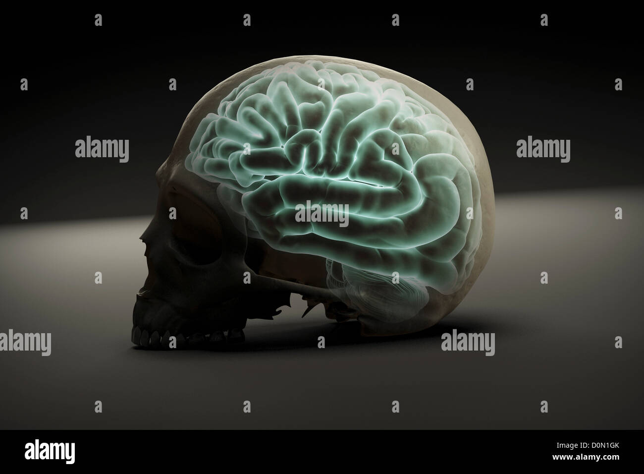 Gehirn befindet sich innerhalb eines menschlichen Schädels. Stockfoto