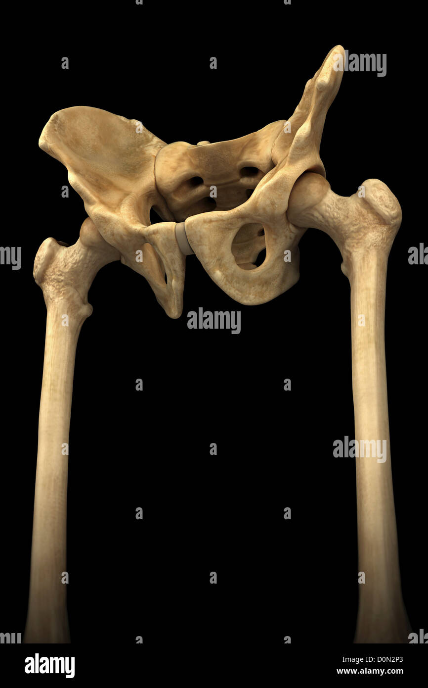 Minderwertige Dreiviertel-Ansicht des männlichen Beckens, Oberschenkelknochen und Hüftgelenke. Stockfoto