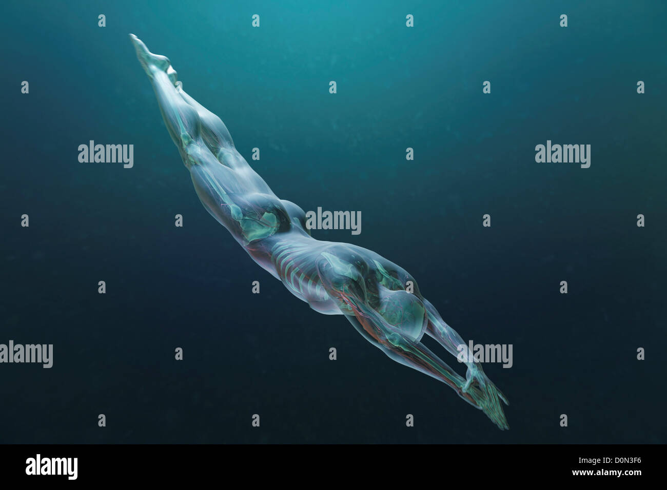 Männliche Figur Tauchen mit den inneren Organen sichtbar. Stockfoto