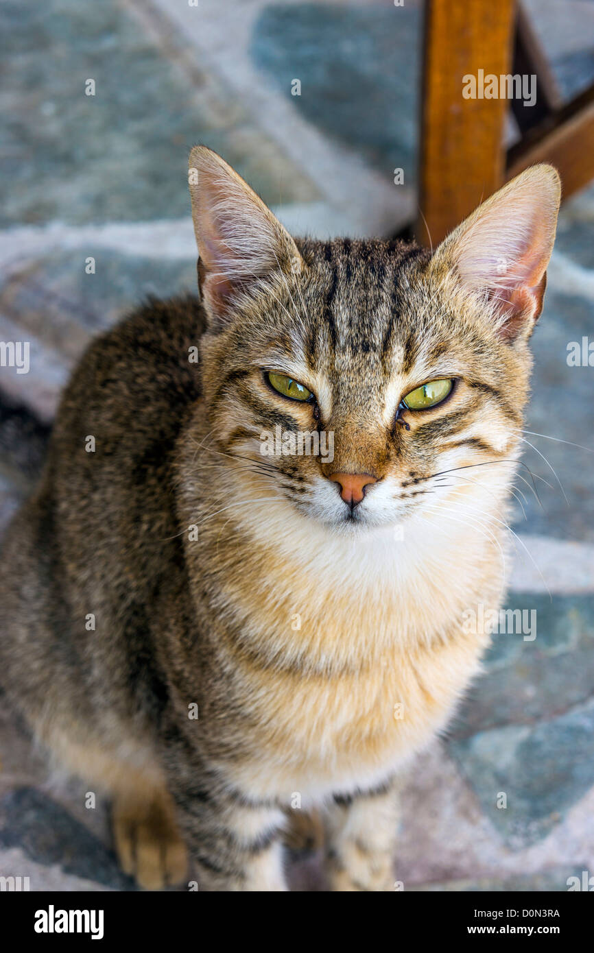 Wilde Katzen, am Hafen, Griechenland Stockfoto