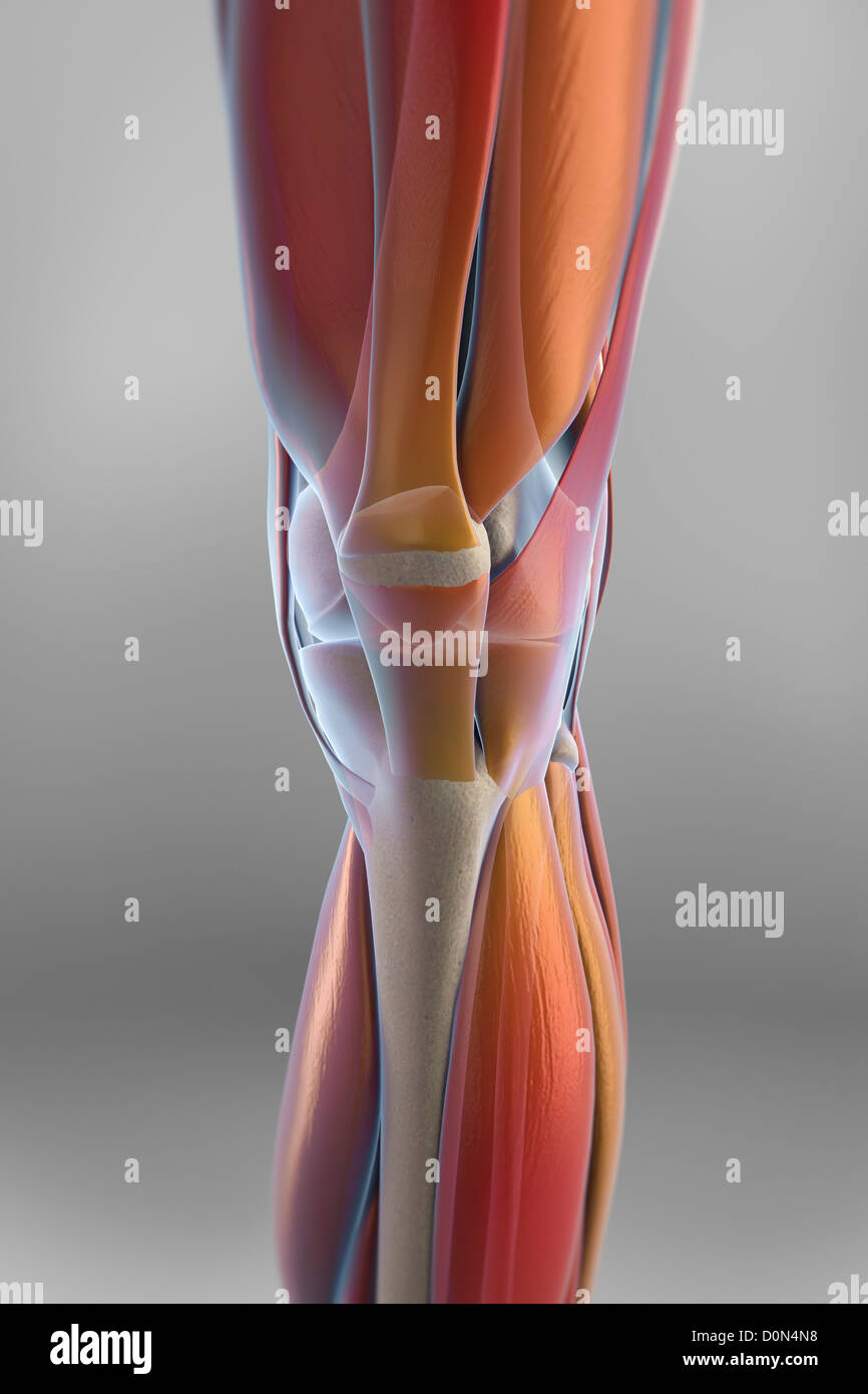 Die Muskeln linkes Knie transparente Skelettstrukturen unter enthüllt. Knochen haben Röntgen aussehen. Stockfoto