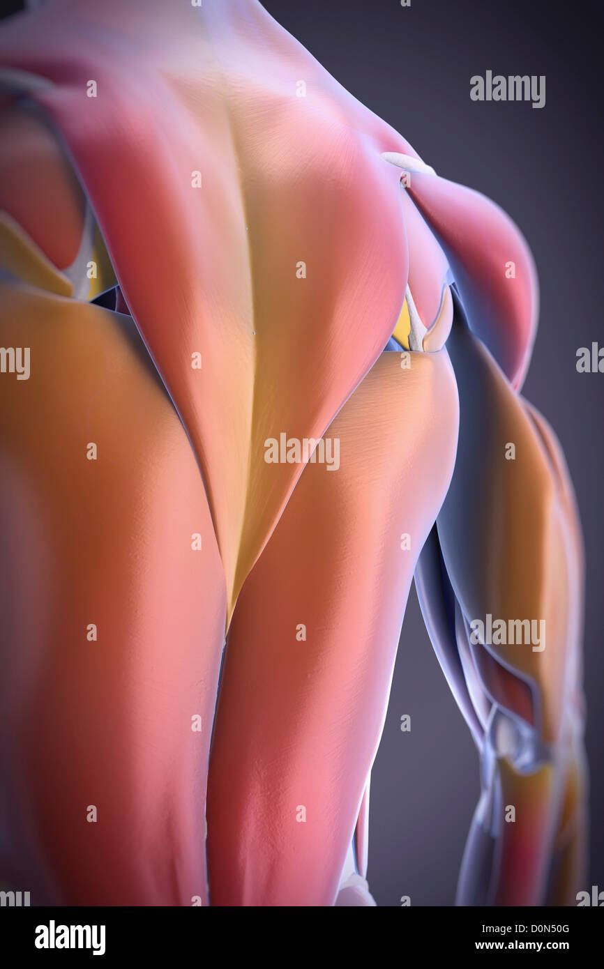 Dreiviertelansicht der Muskeln des Rückens und der Schultern. Stockfoto