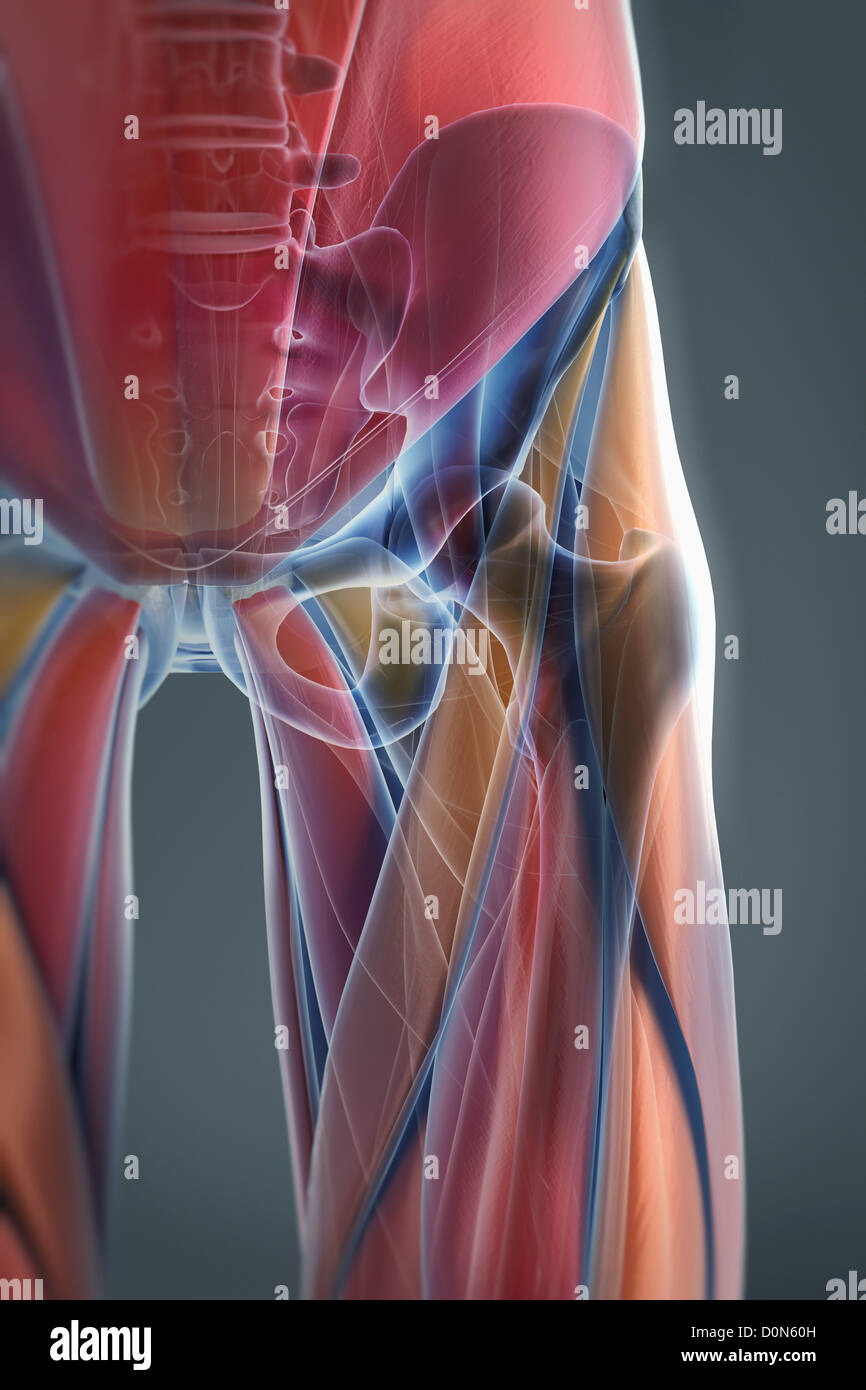 Eine transparente Hülle zeigt die Muskeln und Skelett-Strukturen des linken Hüftgelenks. Die Knochen haben eine Röntgen-Optik. Stockfoto