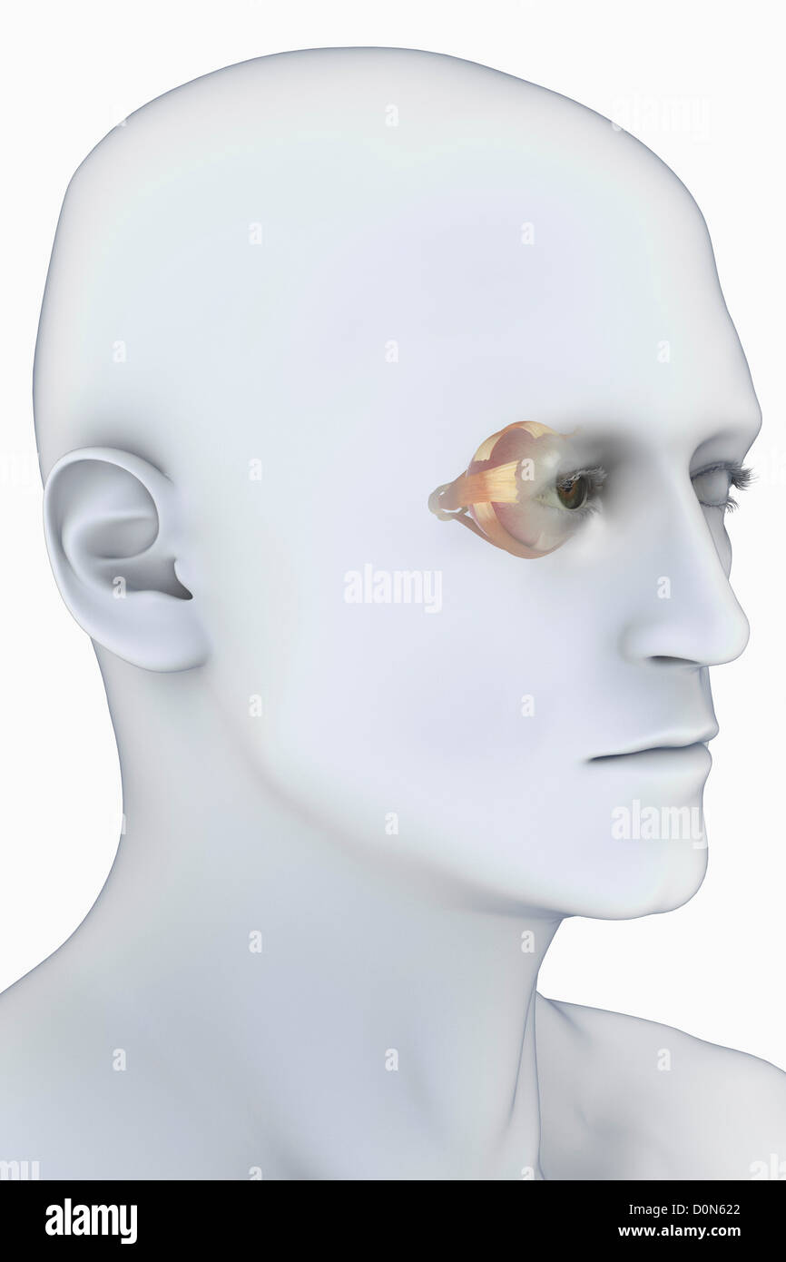 Männerkopf aus einem dreiviertel Blickwinkel betrachtet. Die Anatomie des rechten Auges ist sichtbar in der Steckdose. Stockfoto