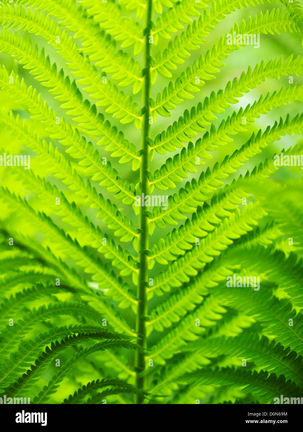 Farn, close-up der Blätter, Pteridophyta Stockfoto