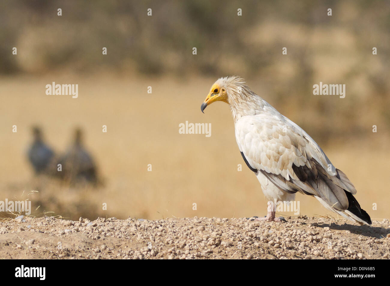 Ägyptischer Geier (Neophron percnopterus) in Rajasthan, Indien Stockfoto