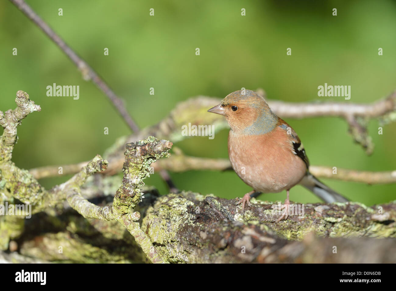 Europäische Buchfink - gemeinsame Buchfinken (Fringilla Coelebs) männlich stehend auf einem Toten Ast Stockfoto