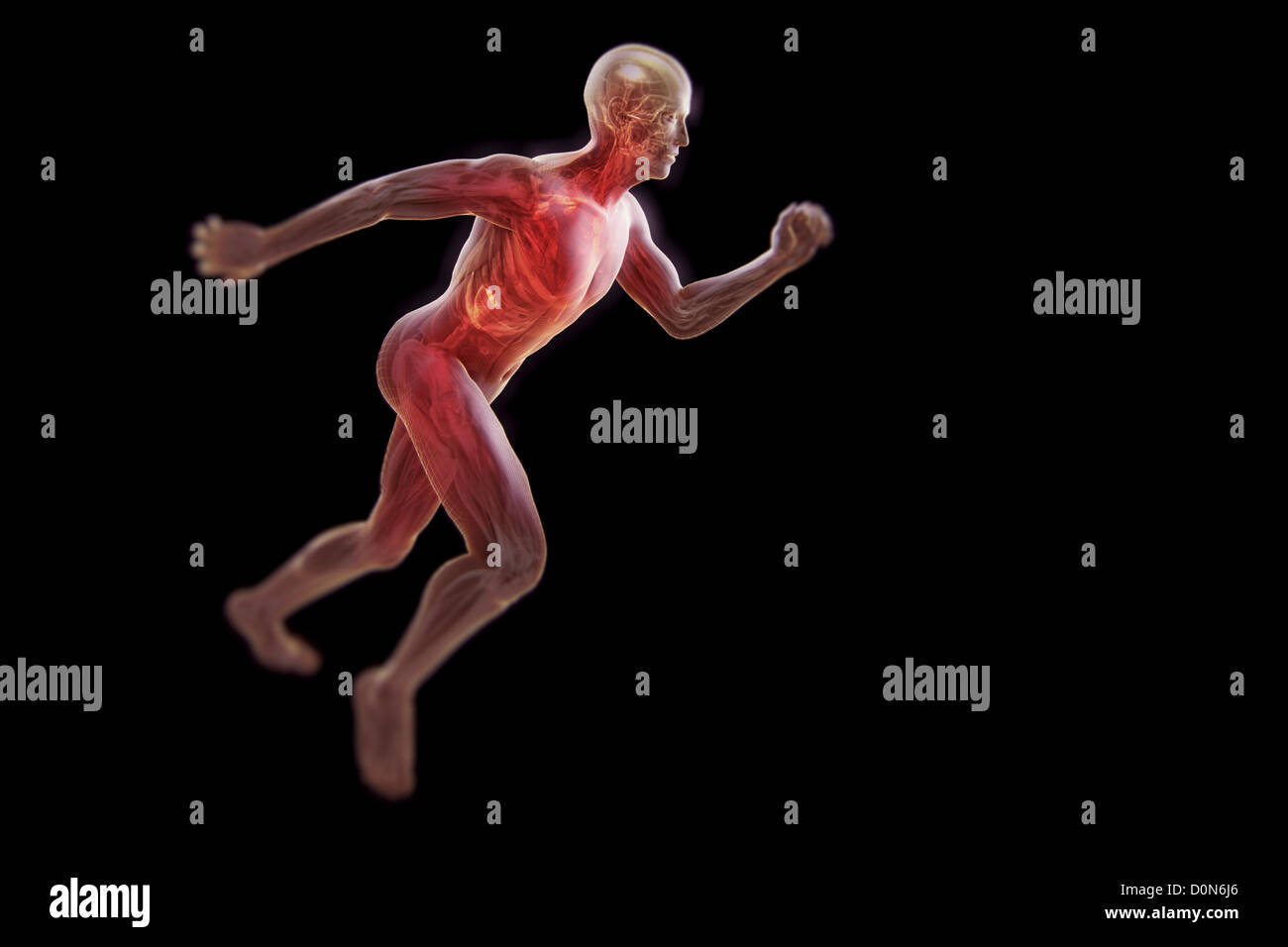 Eine laufende männliche Figur mit transparenten Hülle um die inneren anatomischen Strukturen zu offenbaren. Stockfoto