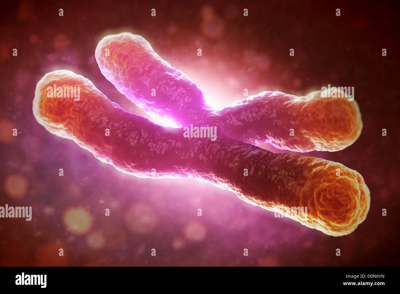 Ein Telomer ist Region DNA-Sequenz Ende Chromosom. Ihre Funktion ist schützen enden Chromosom degradating. Hier sind sie sichtbar Stockfoto