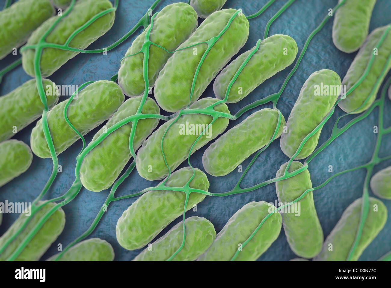 Wie Lange überleben Salmonellen Auf Oberflächen Eine Kultur der Salmonella-Bakterien auf einer ebenen Fläche