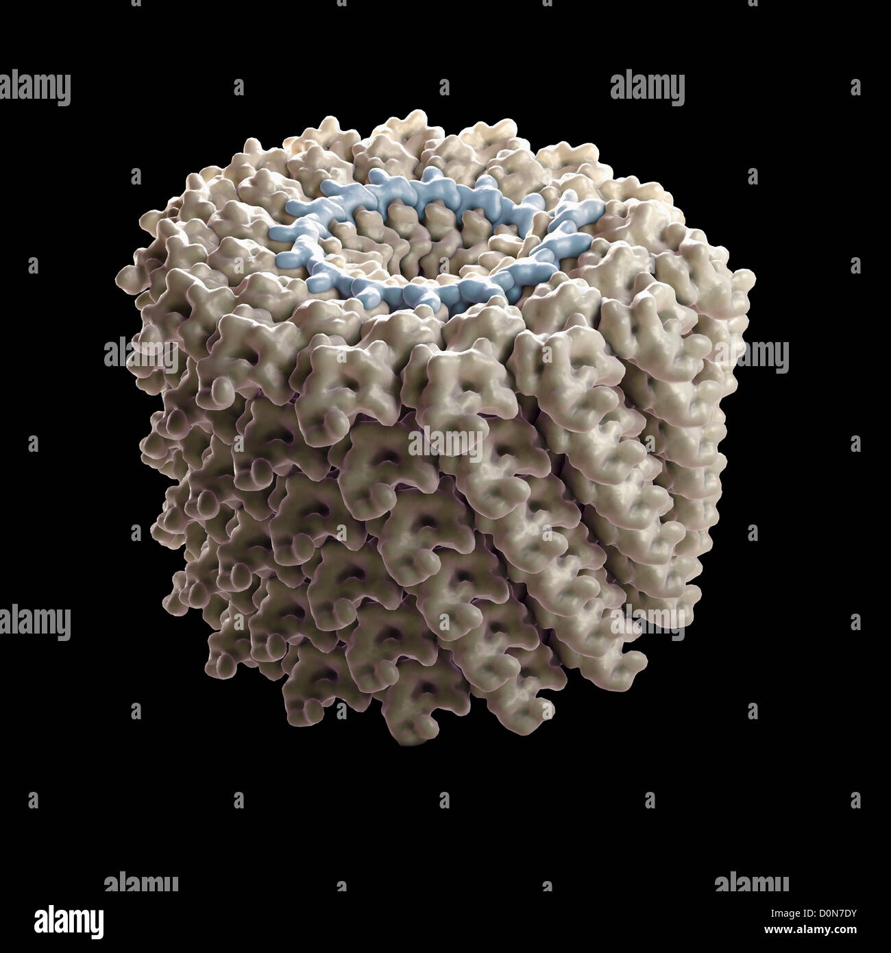 Struktur-Tabak-Mosaik (PDB 1RMV). TMV ist positiv-Sinn einzelne stranded RNA-Virusfamilie Nachtschattengewächse, die Pflanzen infiziert Stockfoto