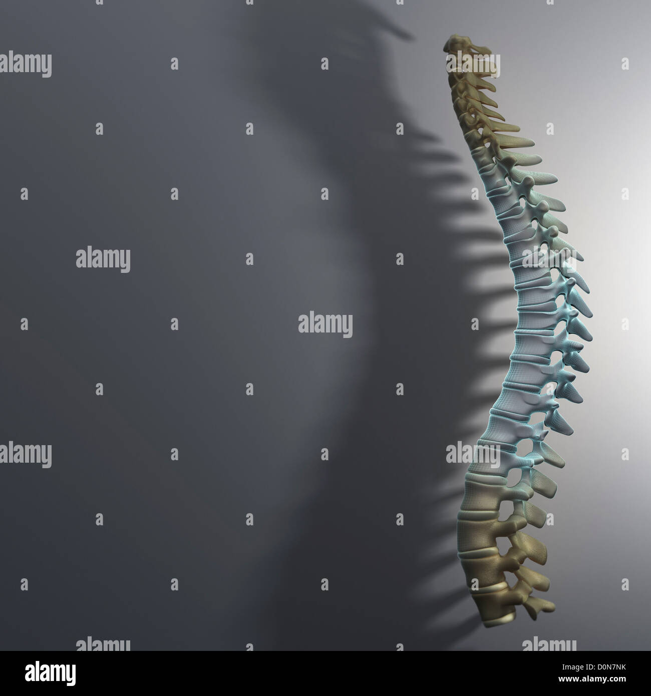 Die Wirbelsäule betrachtet Seitenperspektive vor grauem Hintergrund. Wirbelsäule ist richtige Casting lange Schatten beleuchtet. Auch Brustwirbel haben Stockfoto