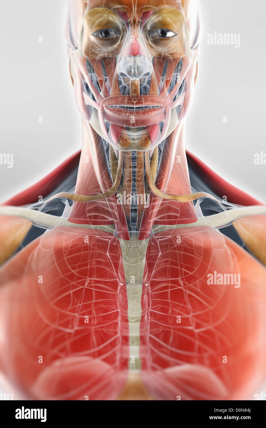 Eine transparente Hülle zeigt die Muskeln und Skelett-Strukturen unter. Die Knochen haben eine Röntgen-Optik. Stockfoto