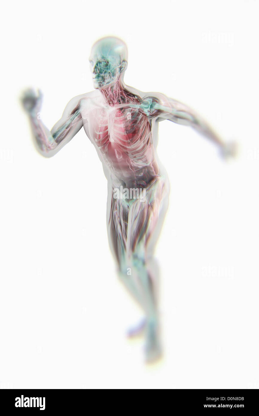 Eine laufende männliche Figur mit transparenten Hülle um die inneren anatomischen Strukturen zu offenbaren. Stockfoto