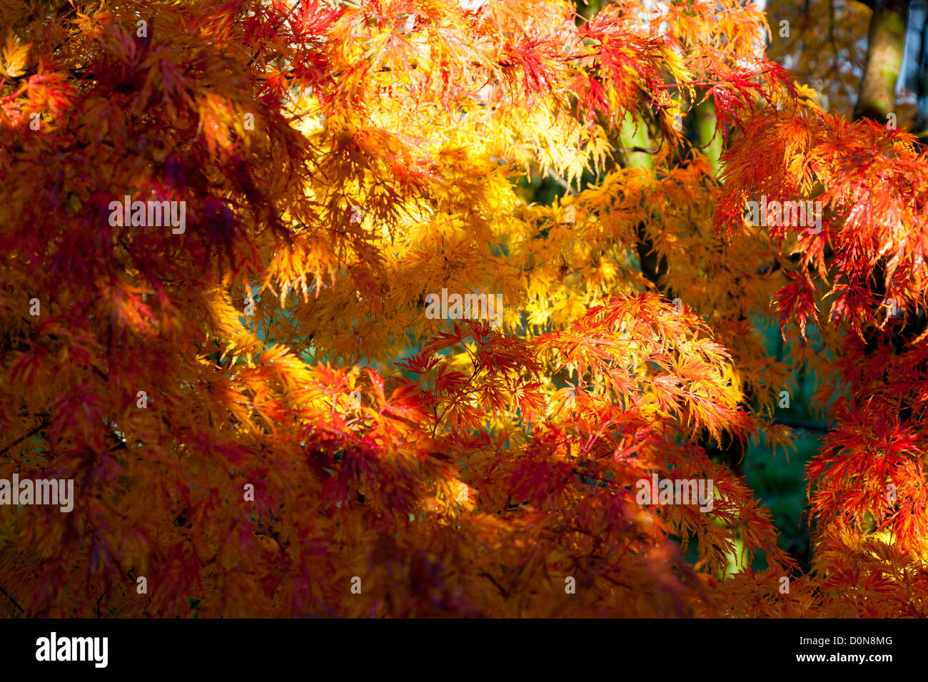 Acer Palmatum Seiryu Dissectum in Herbstfärbung von orange / rot Stockfoto