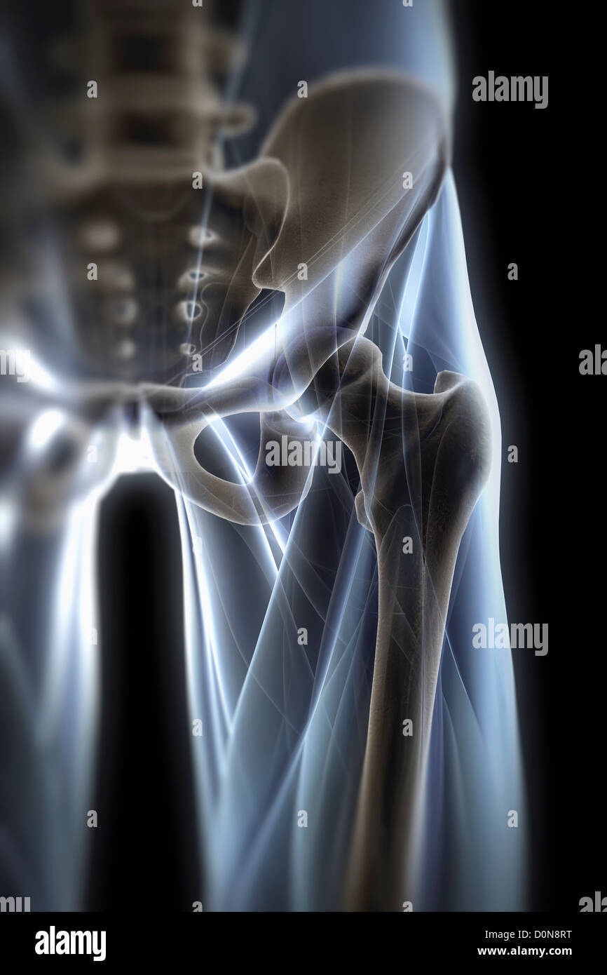 Anatomische Digitalmodell mit transparenten Muskeln zu zeigen, die Anatomie des linken Hüftgelenks (männlich) Stockfoto