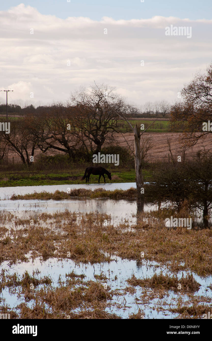 Pferd im überfluteten Bereich Fluß Yare Norfolk Stockfoto