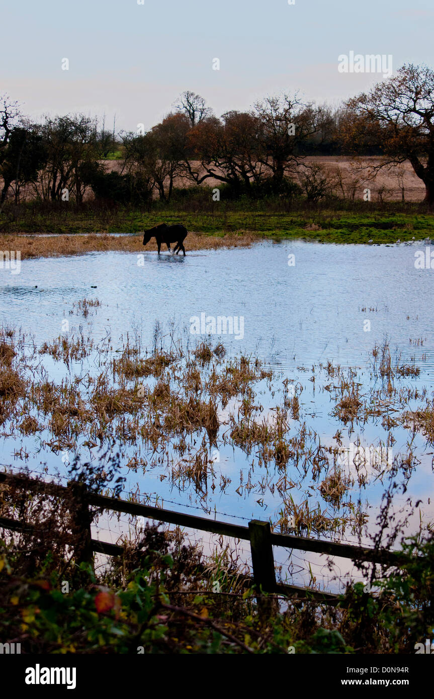 Pferd im überfluteten Bereich Fluß Yare Norfolk Stockfoto