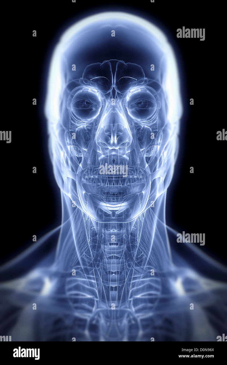 Eine transparente Hülle zeigt die Muskeln und Skelett-Strukturen des Kopfes und Halses von vorne gesehen. Stockfoto