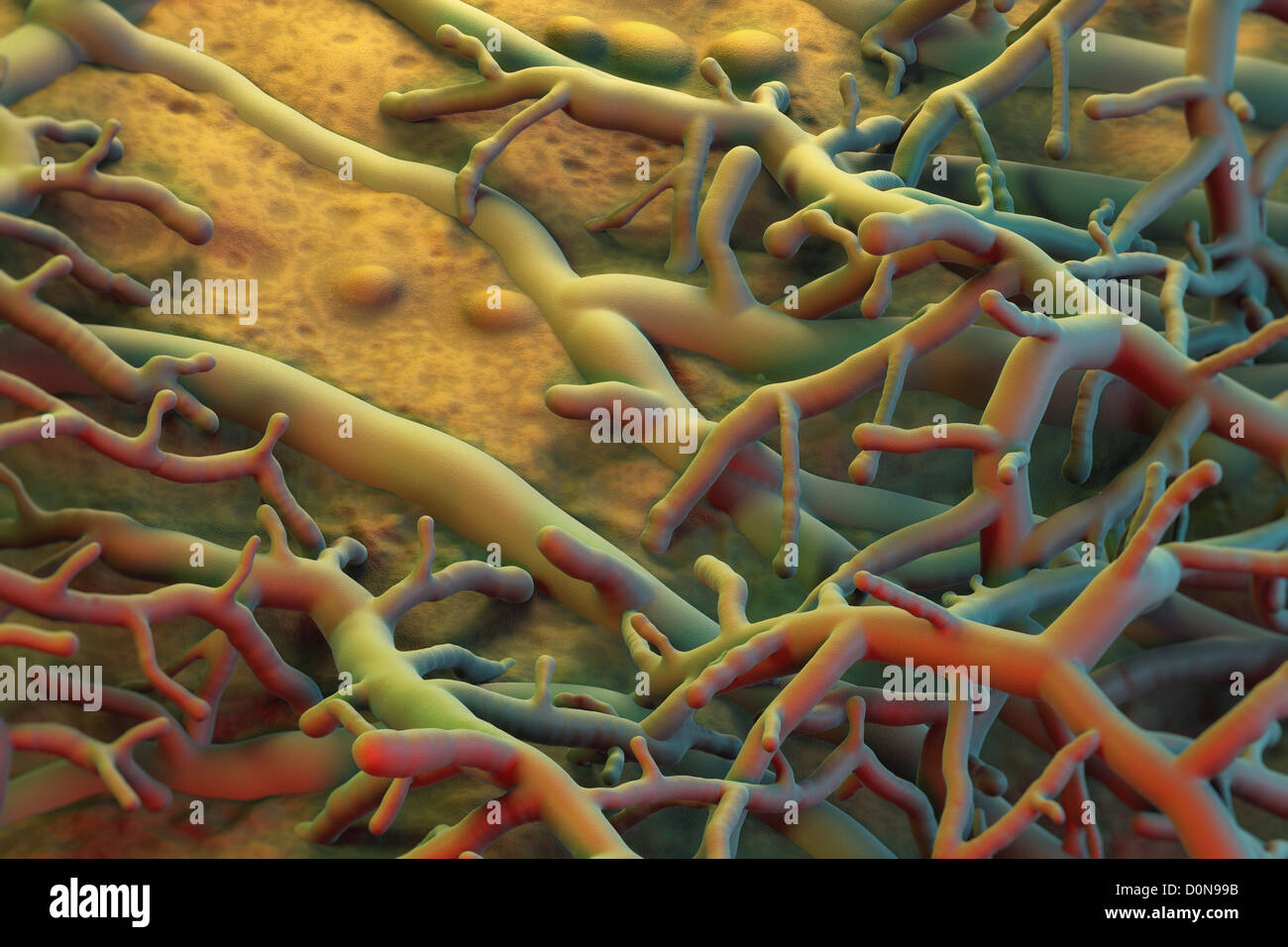 Tinea Pedis Stockfotos und -bilder Kaufen - Alamy