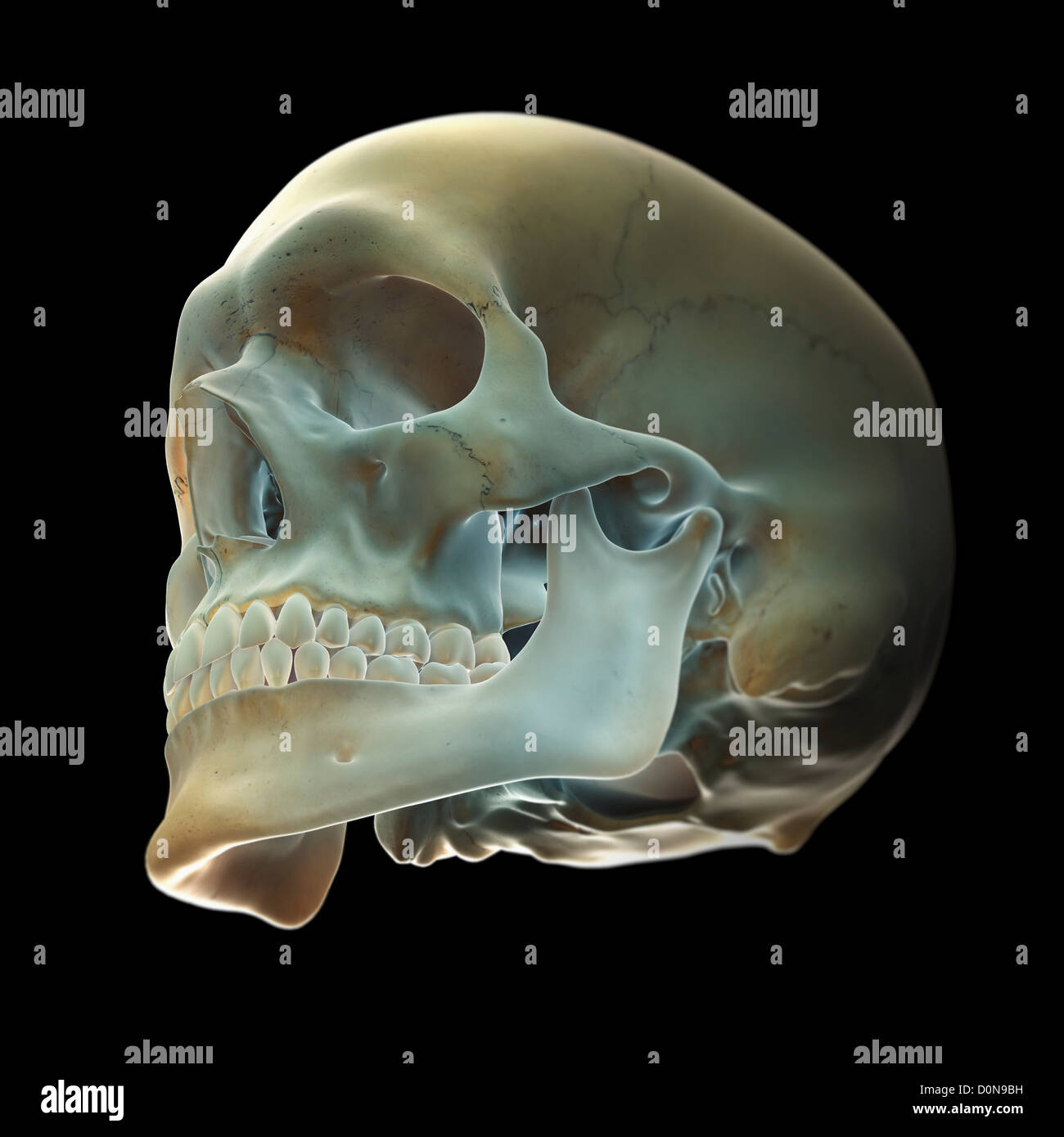 Schlechter Sicht auf die Knochen des Kopfes mit dem Kiefer und Schädel. Stockfoto