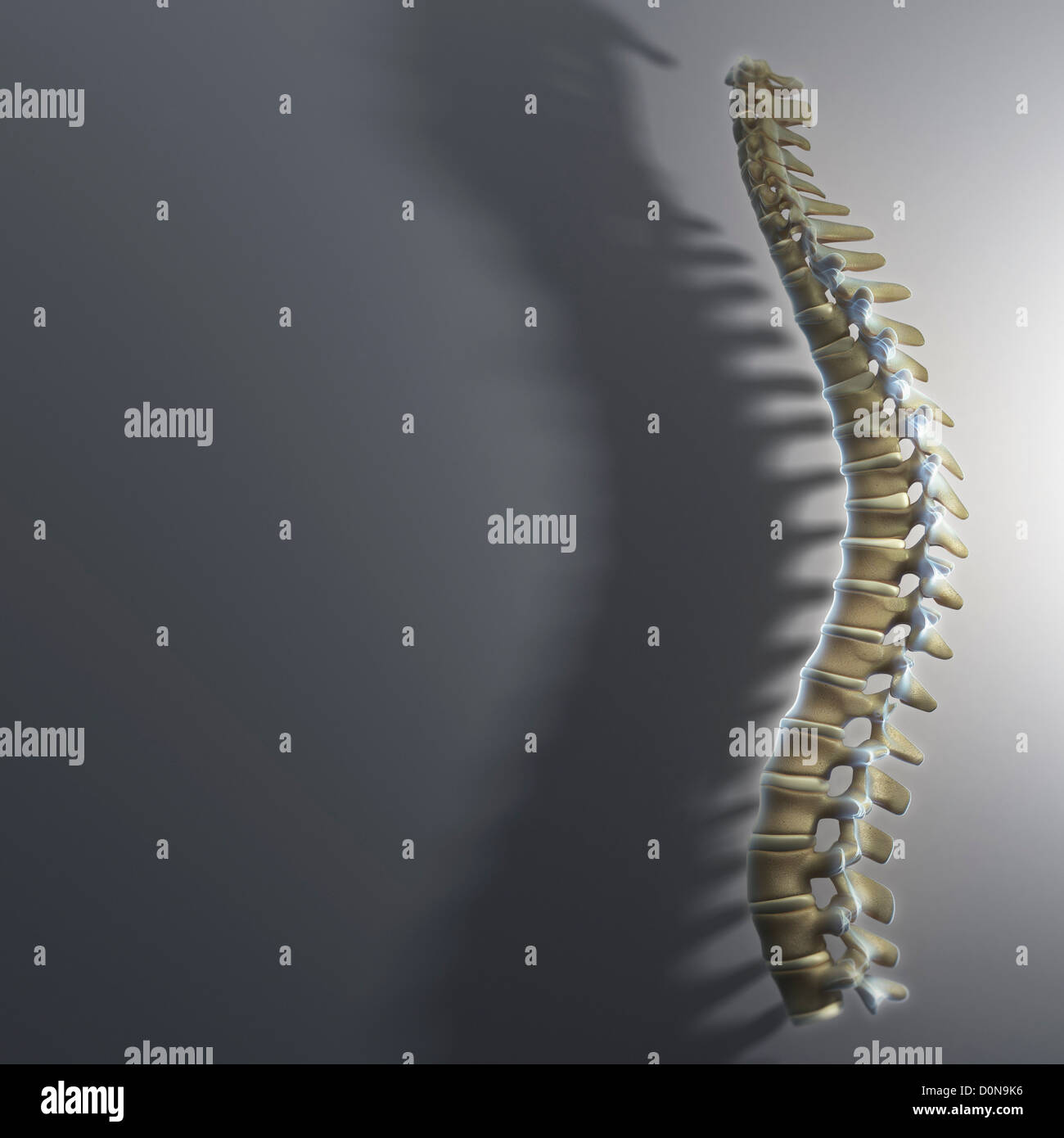Die Wirbelsäule betrachtet Dreiviertel Perspektive vor grauem Hintergrund. Wirbelsäule ist richtige Casting lange Schatten beleuchtet. Auch Wirbelsäule Stockfoto