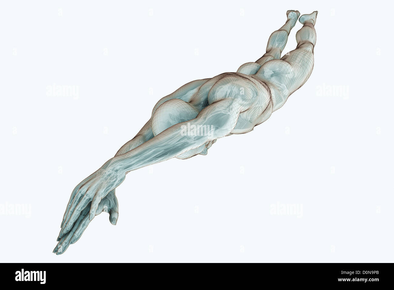 Männliche Figur Tauchen mit den inneren Organen sichtbar. Stockfoto
