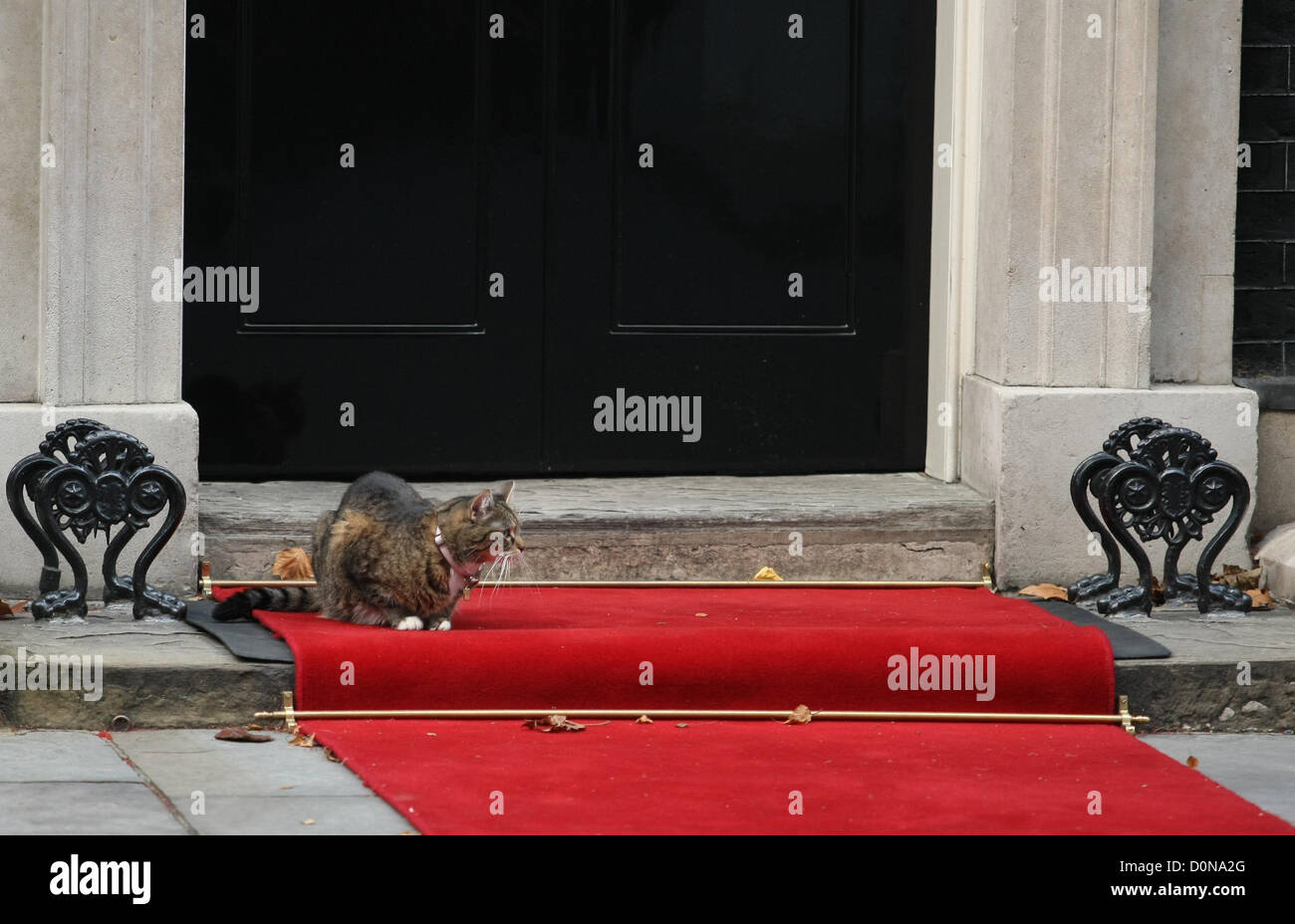 FREYA die außerhalb Nummer 10 DOWNING STREET DOWNING STREET CAT Zugehörigkeit nach GEORGE OSBORNE LONDON ENGLAND UK 28. November 2012 Stockfoto