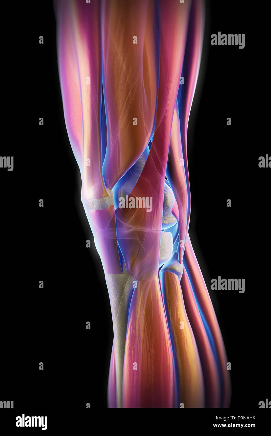 Die Muskeln linkes Knie transparente Skelettstrukturen unter enthüllt. Knochen haben Röntgen aussehen. Stockfoto