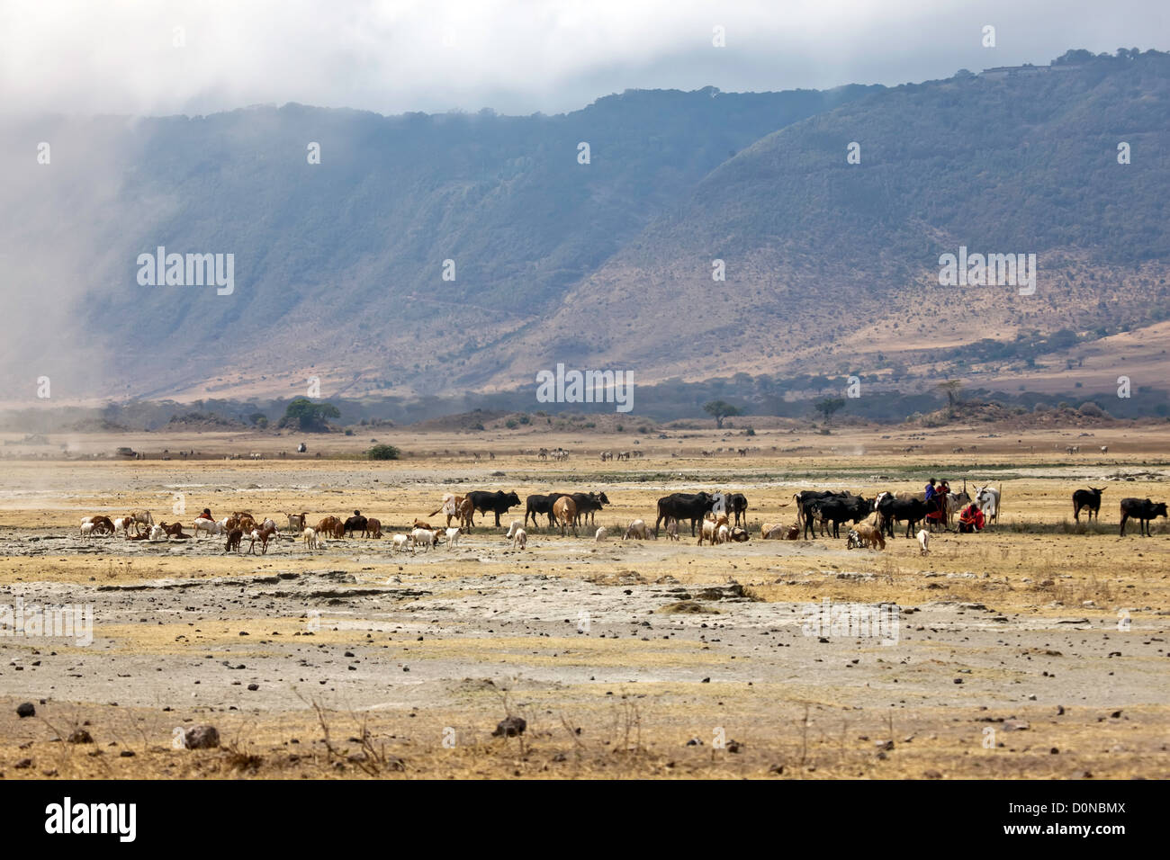 Maasai herding Wildtiere und Tiere in Afrika; Welt berühmten Ngorongoro-Krater; Safari-Spiel-Park in Afrika; Ostafrika, Tansania Stockfoto