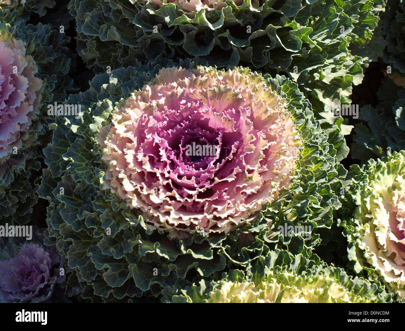 Ornamentale Grünkohl Brassica Oleracea Acephala Gruppe Stockfoto