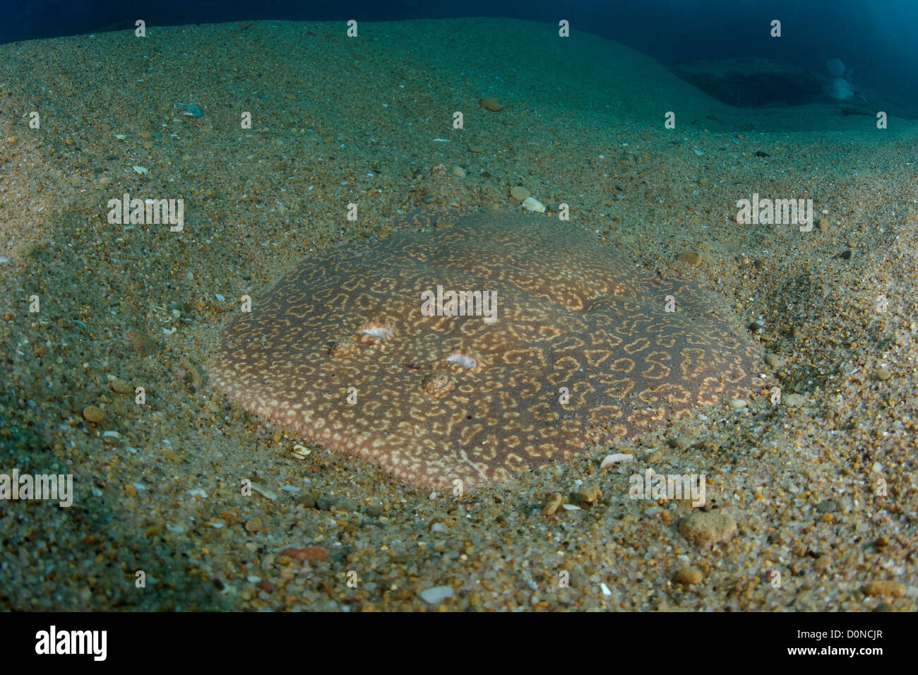 Blackspotted Torpedo Ray Stockfoto