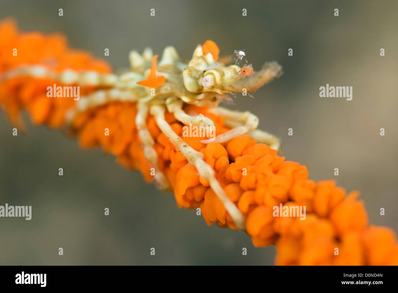 Seespinnen auf Peitsche Korallen Stockfoto