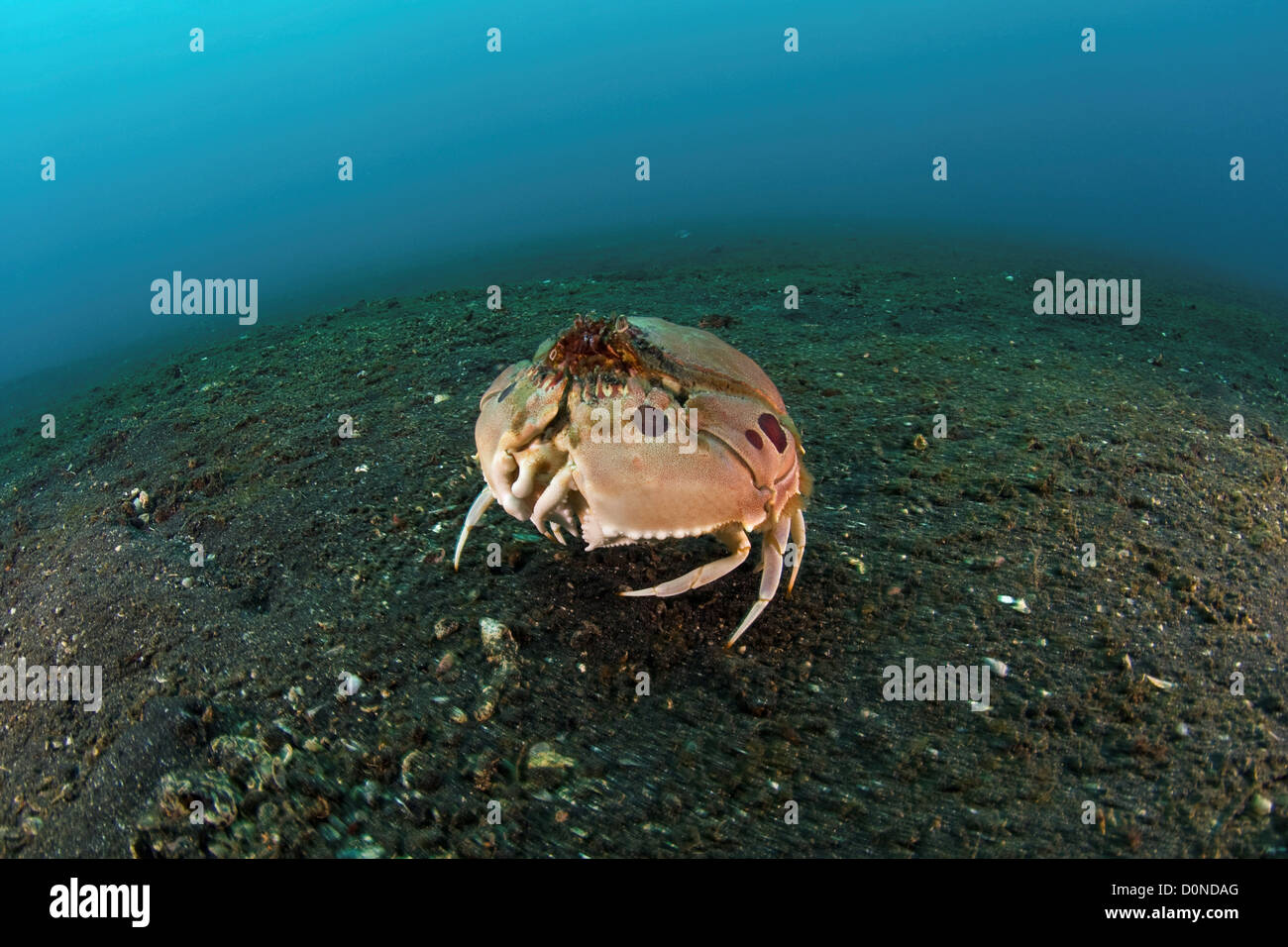 Scham konfrontiert Krabbe Stockfoto