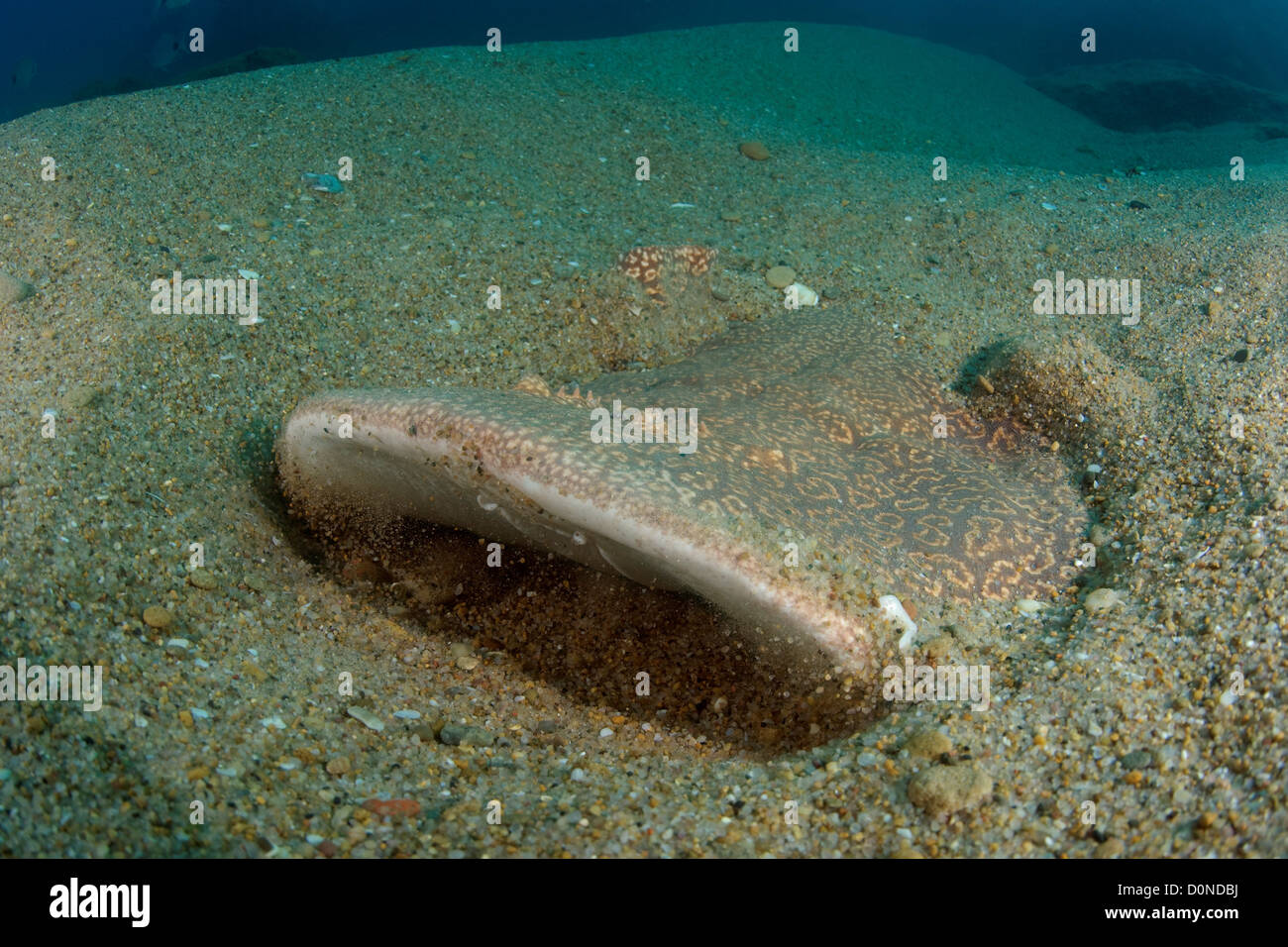 Blackspotted Torpedo Ray Stockfoto