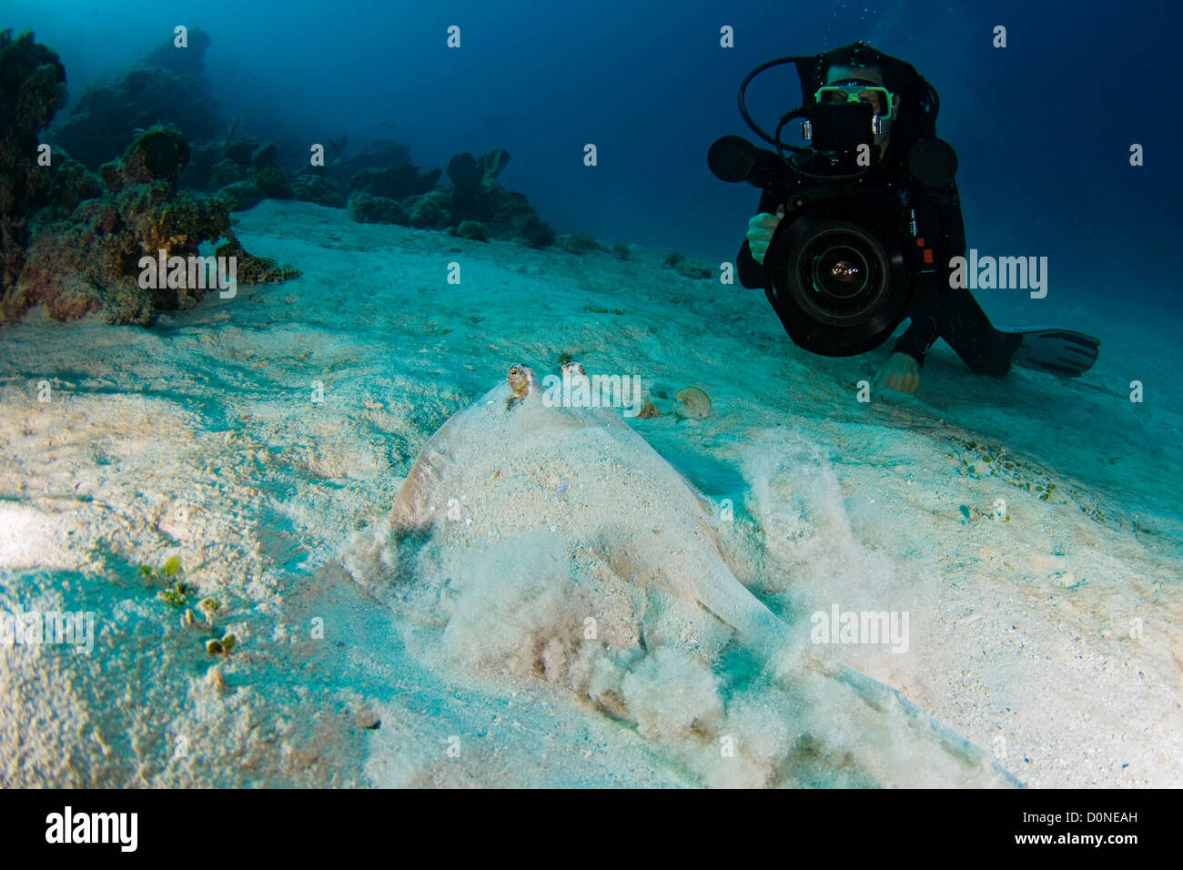 Ein Taucher filmt eine Bluespotted Stachelrochen (Dasyatis Kuhlii) auf dem Meeresboden in der Nähe von Dimakya Island, in den Phillippinen. Stockfoto