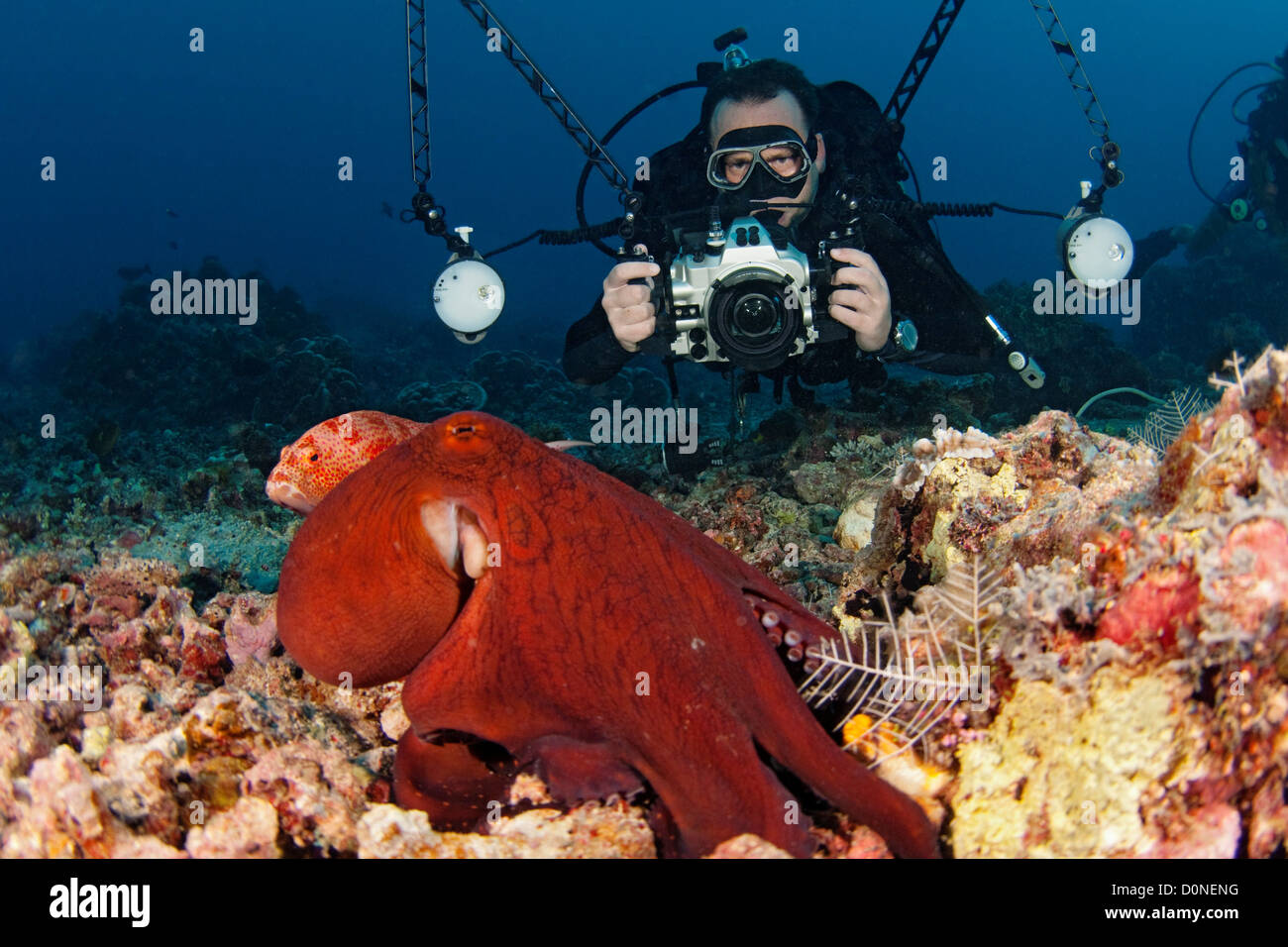 Fotograf und ein Tag Krake, Octopus Cyanea, am Riff, Sipadan, Sabah, Malaysia. Stockfoto