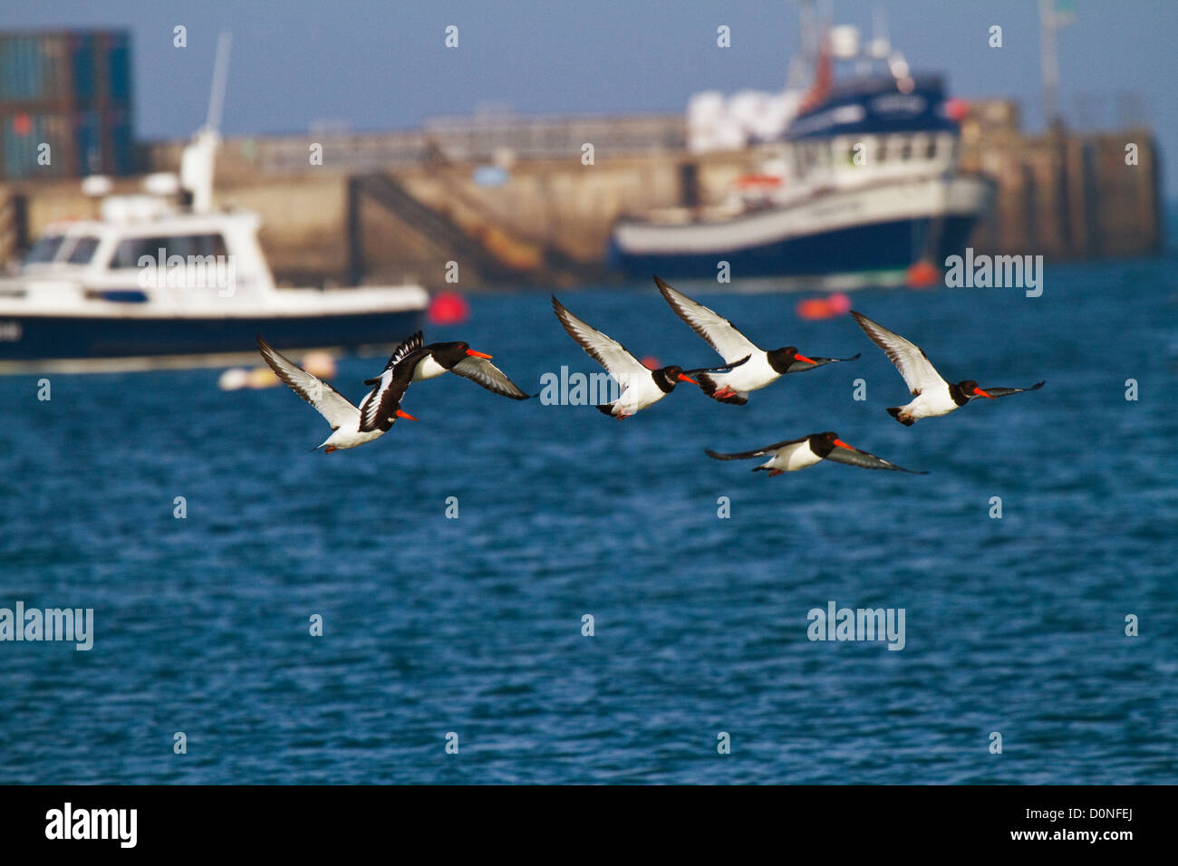 Hafen von Oyster Catcher (Haematopus Ostralegus) St Marys, Isles of Scilly, Cornwall Stockfoto