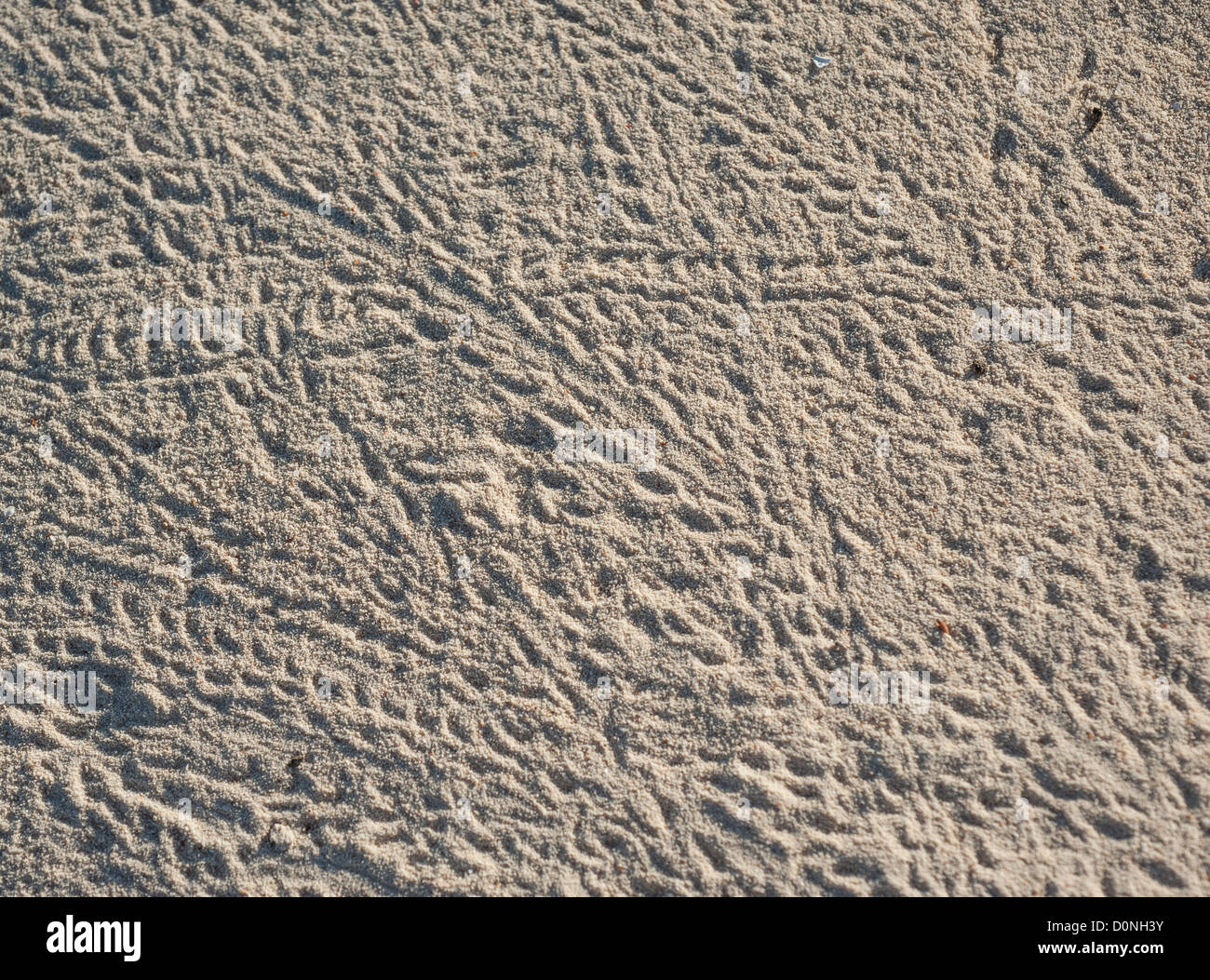 Nahaufnahme Detail von Tierspuren im Sand an einem tropischen Strand Stockfoto