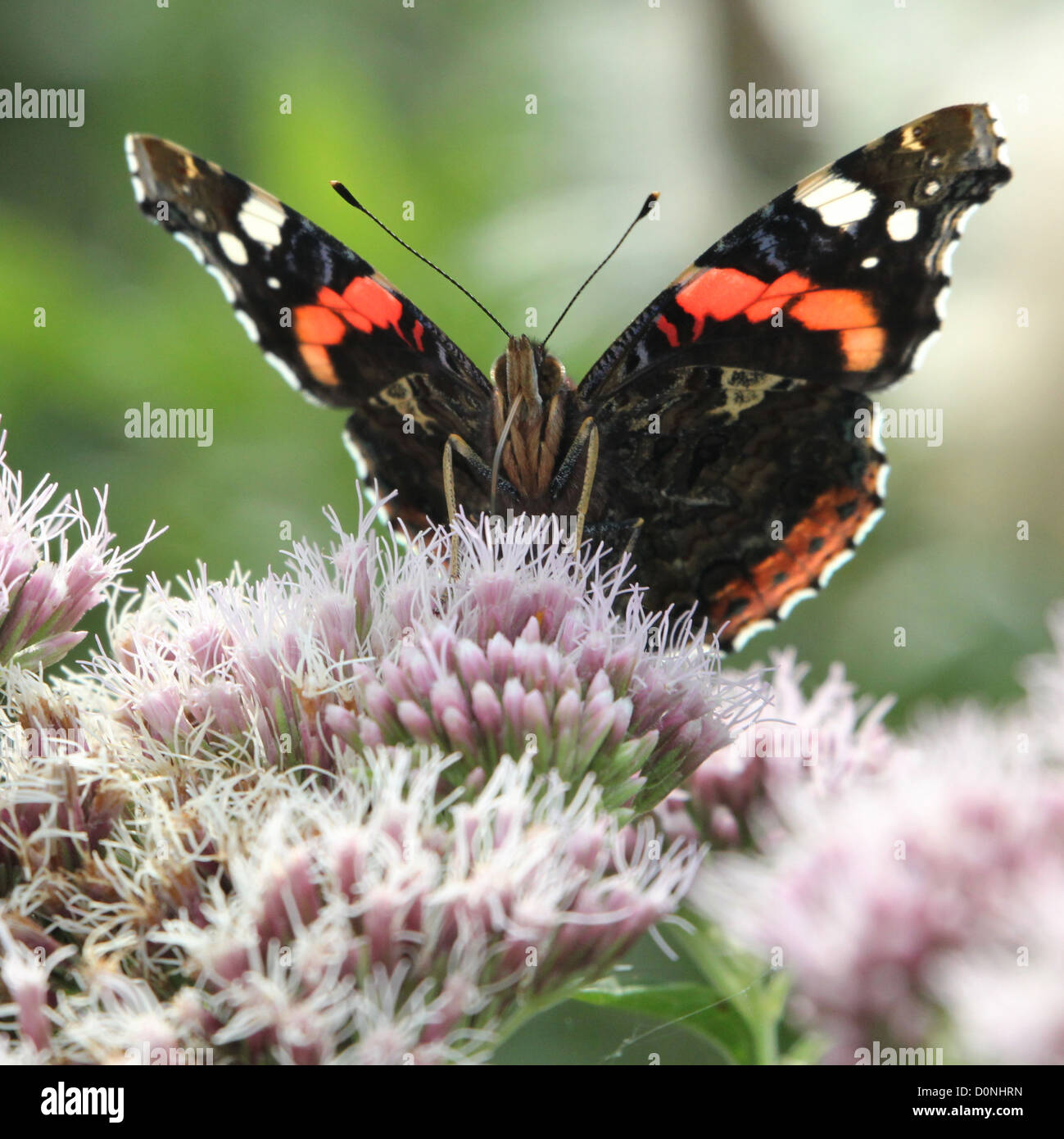 Frontalansicht eines Schmetterlings Red Admiral (Vanessa Atalanta) während der Nahrungssuche Stockfoto