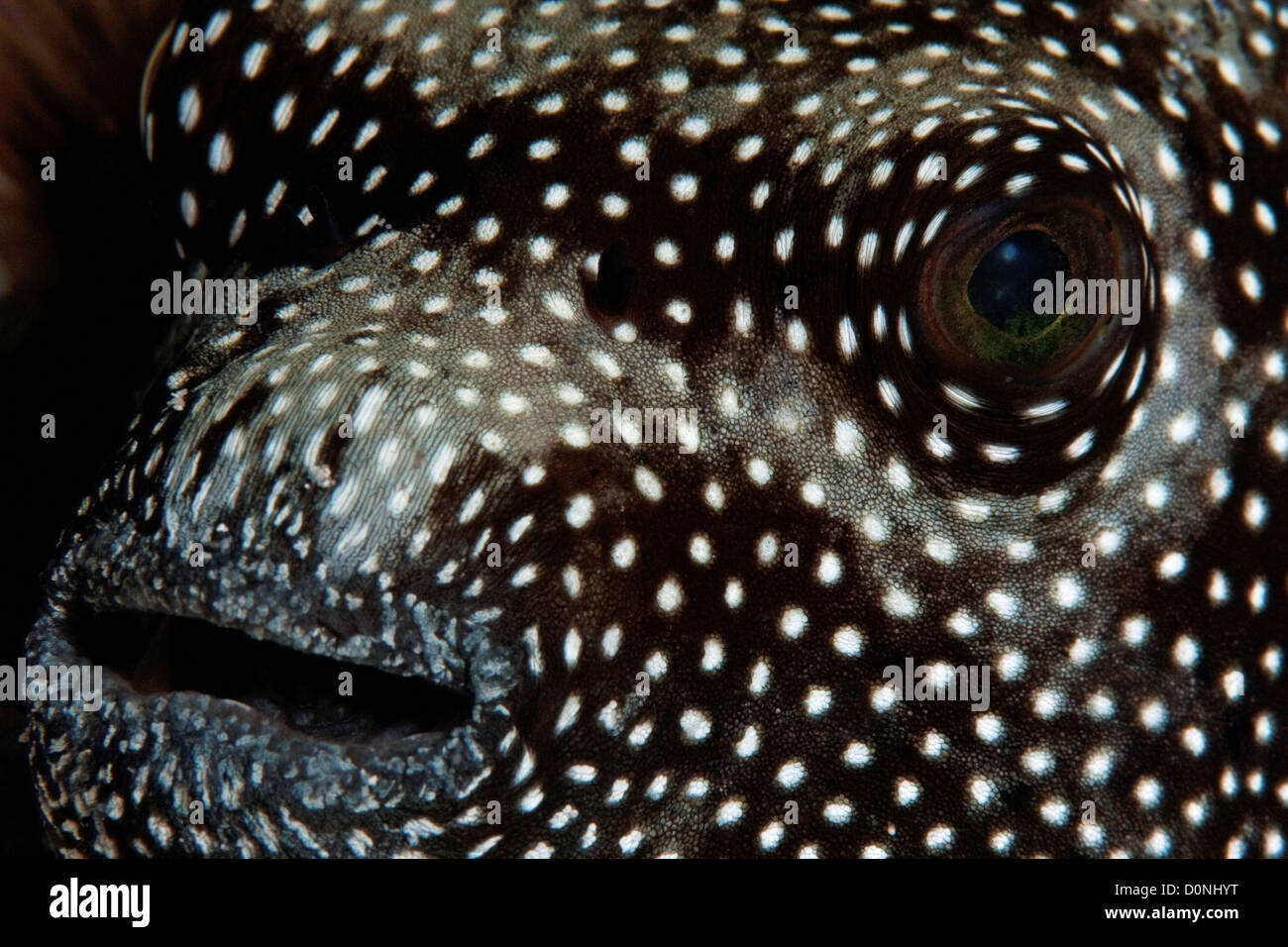 Eine Nahaufnahme der Mund und die Augen von einem Perlhühner-Kugelfisch (Arothron Meleagris), Felidhu Atoll, Malediven. Stockfoto