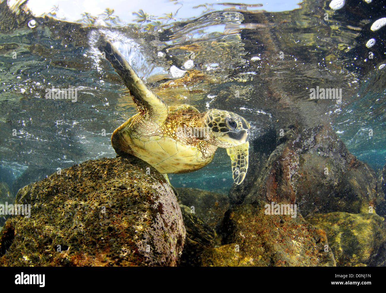 Grüne Meeresschildkröte, Chelonia Mydas, Honaunau Bay, Hawaii, Nordpazifik Stockfoto