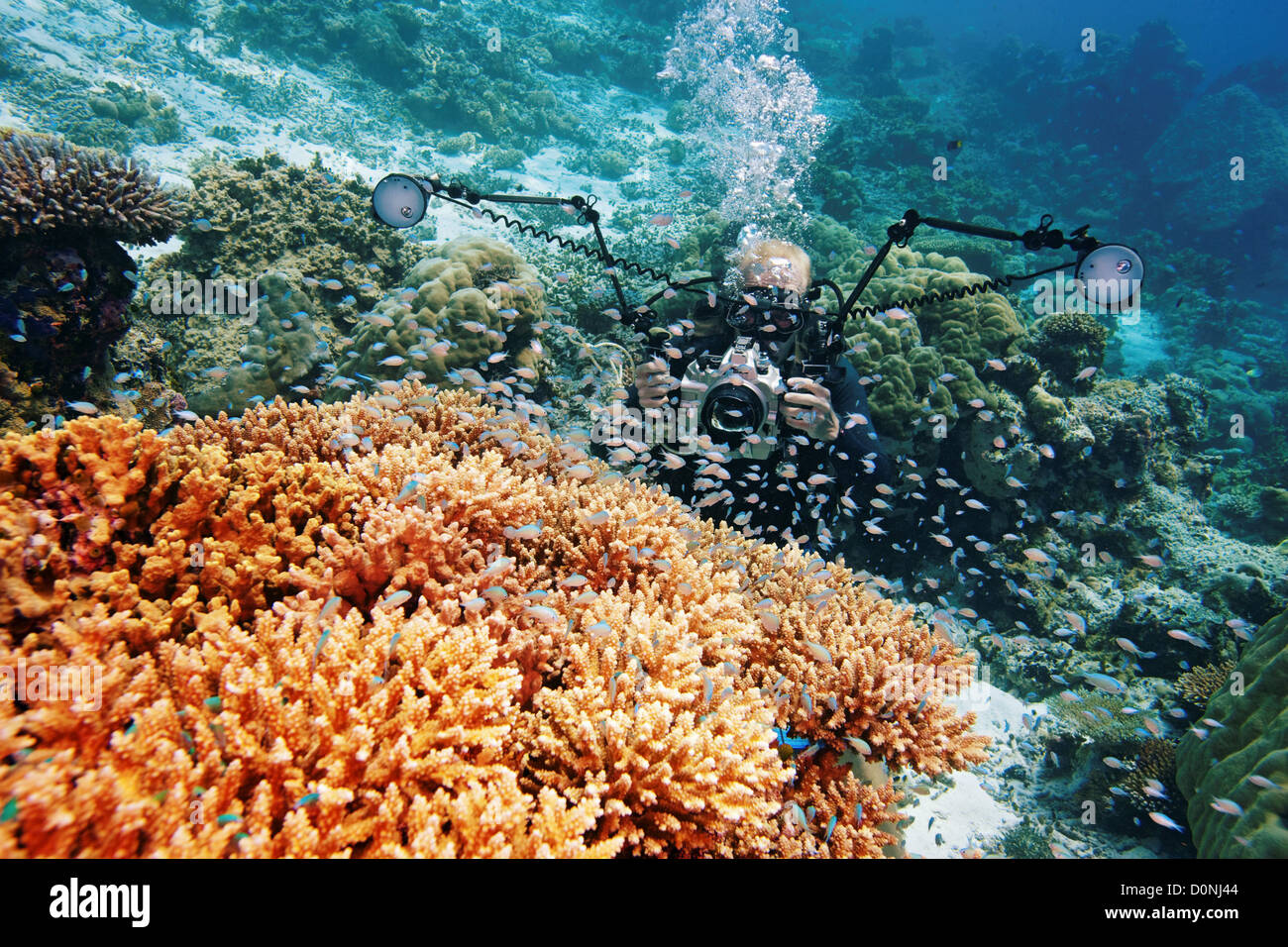 Ein Taucher fotografieren Schule blau Abzieher (Chromis Viridis) auch bekannt als grüne Chromis oder blau-grüne Chromis auf elkhorn Stockfoto