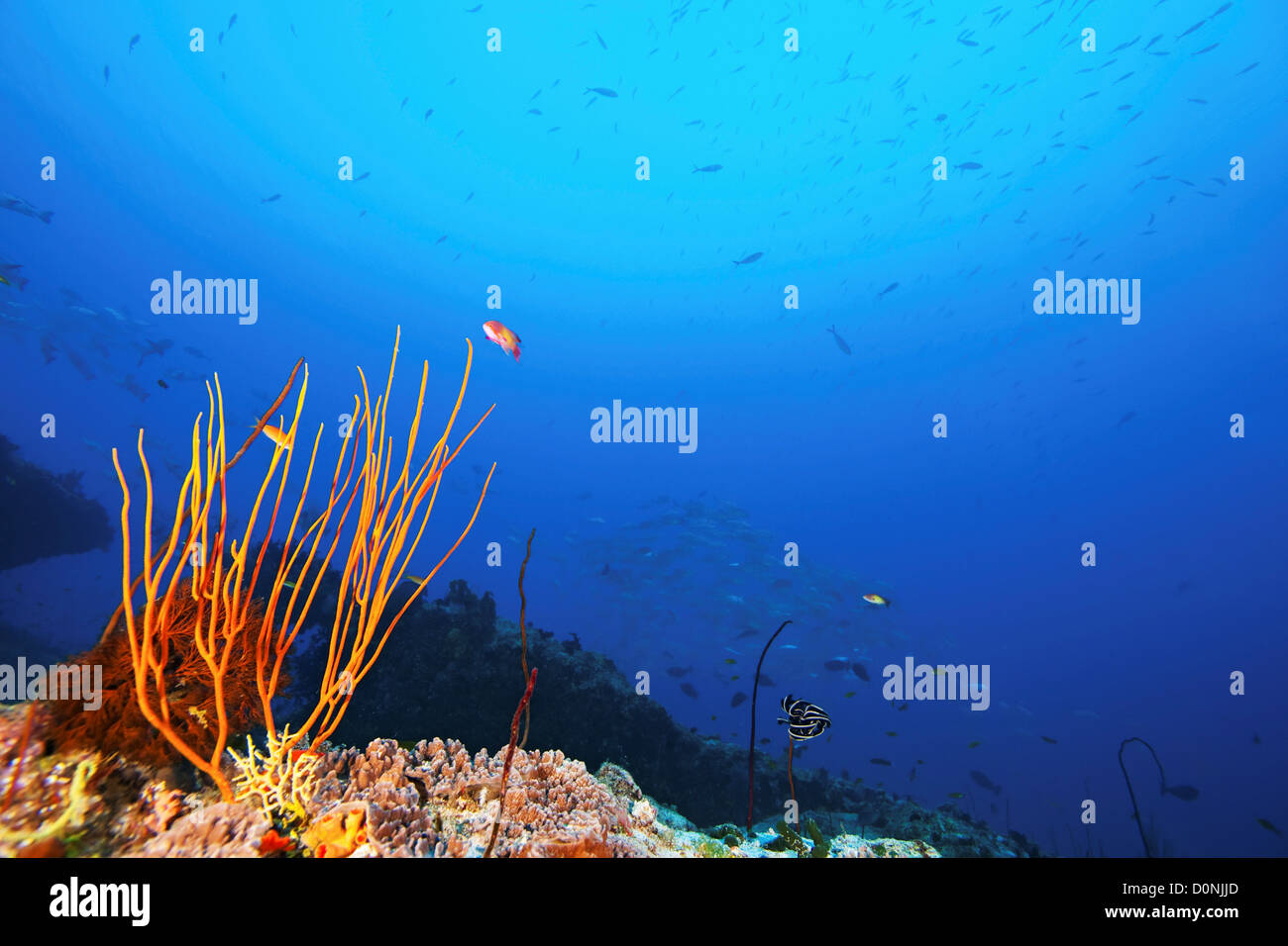 Koralle, Peitsche (Ctenocella oder Ellisella SP.) auf einem Riff, Felidhu Atoll, Malediven. Stockfoto