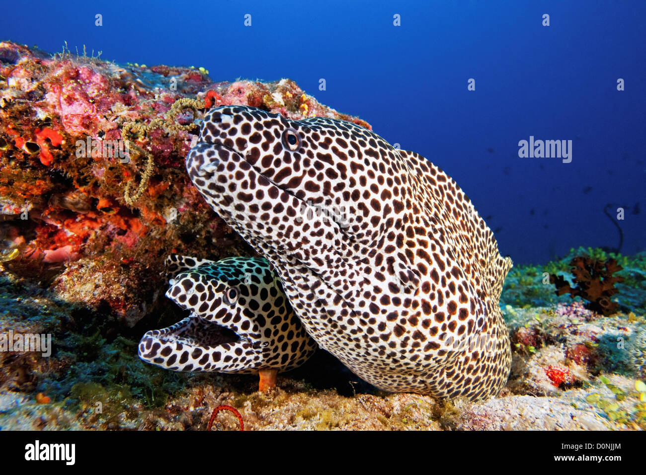 Ein paar Blackspotted Muränen (Gymnothorax Favagineus), teilen die gleiche verstecken Loch, Felidhu Atoll, Malediven. Stockfoto