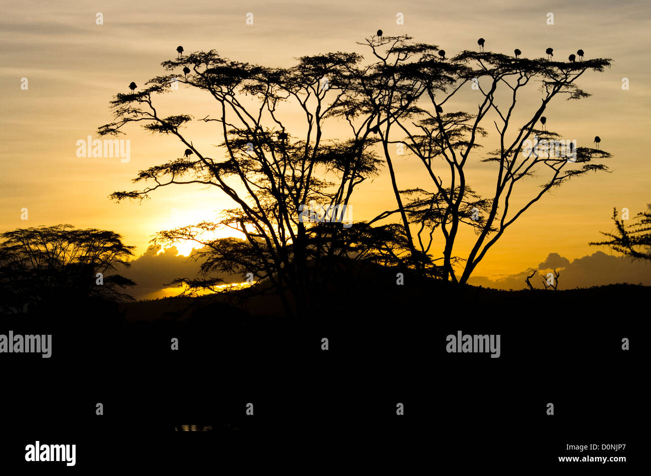 Silhouette von Baum und Störche mit afrikanischen Sonnenuntergang Stockfoto